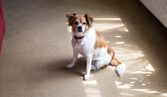 A dog sitting on a clean carpet