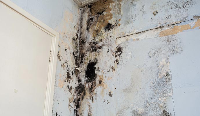 Black mold growth on drywall