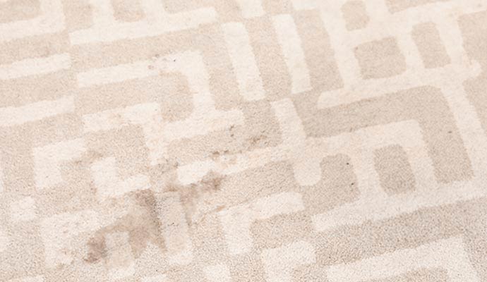 Pet urine stained carpet