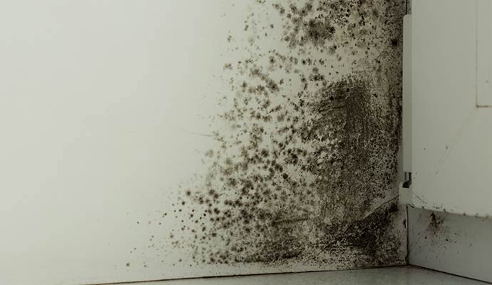 Mold damaged wall corner