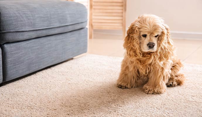 An adorable puppy sitting on a light-colored rug