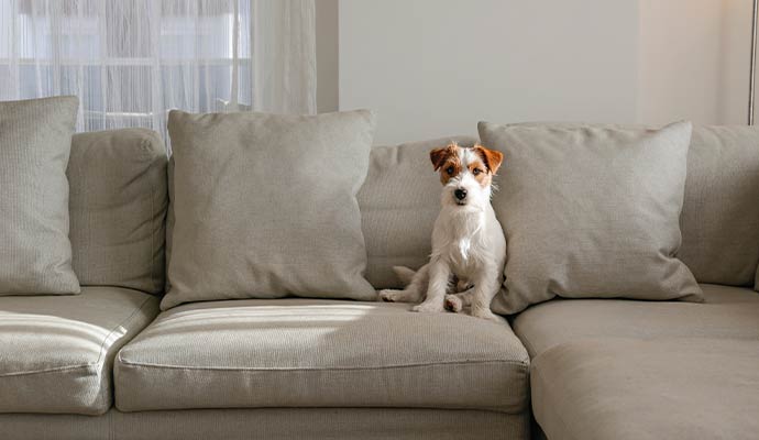 Small terrier dog sitting on beige sectional sofa