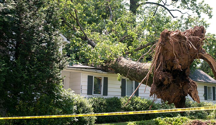 Tree fell on house roof